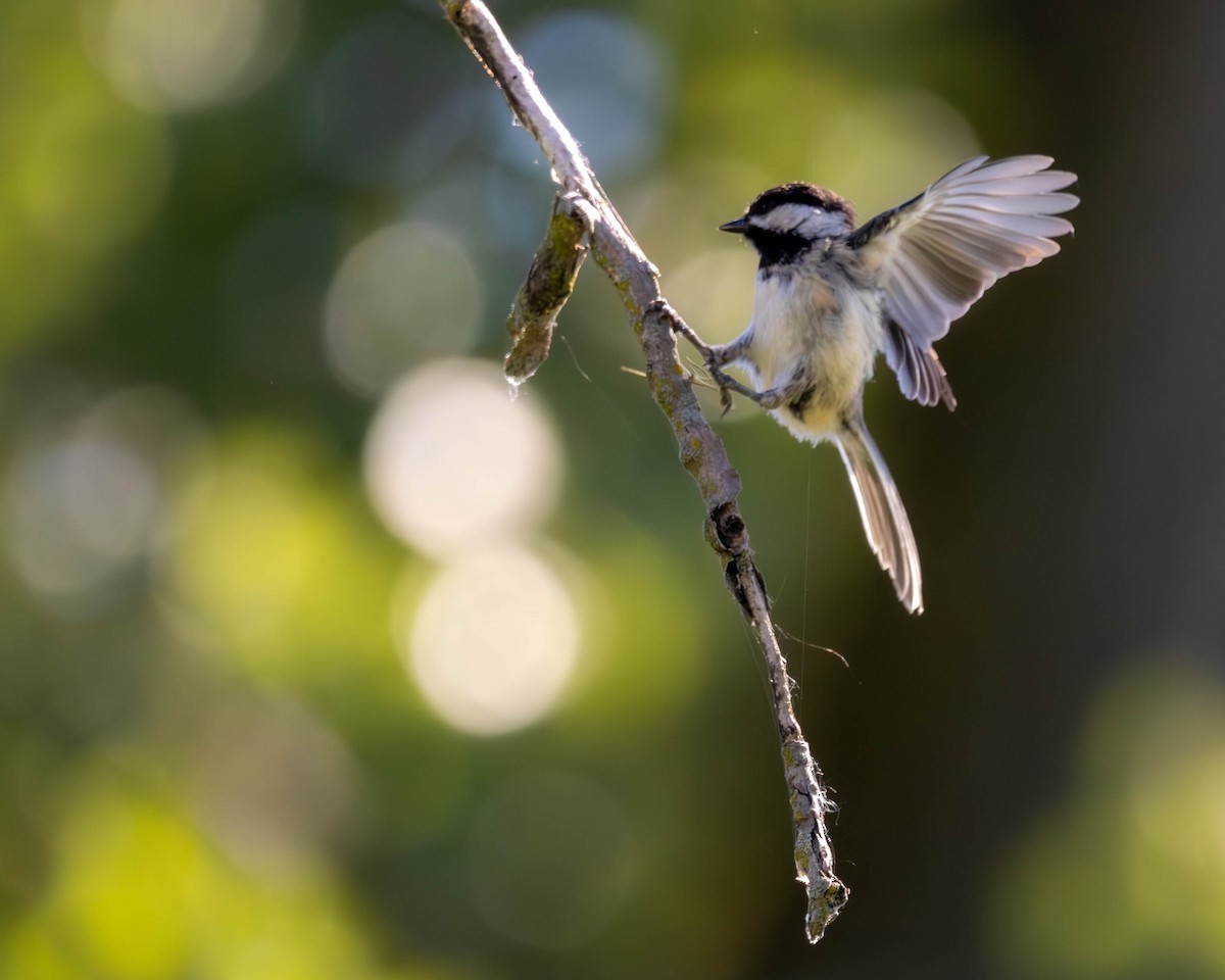 Black-capped Chickadee - ML622660444