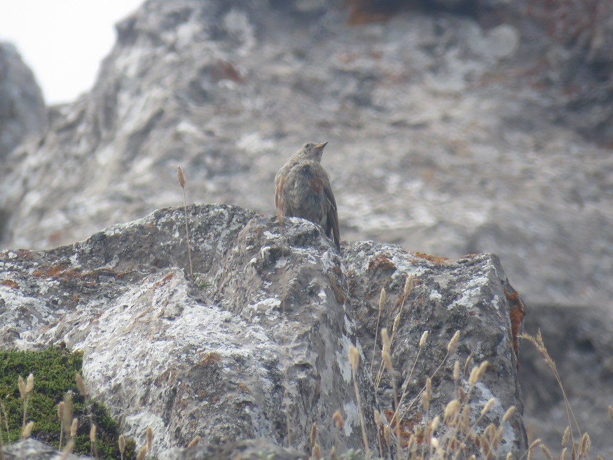 Alpine Accentor - ML622660456