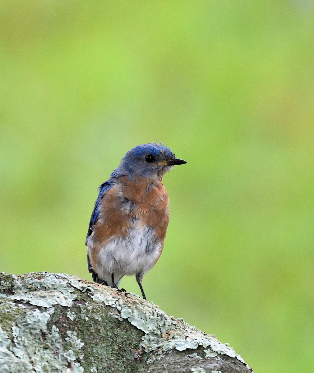 Eastern Bluebird - Jaime Thomas