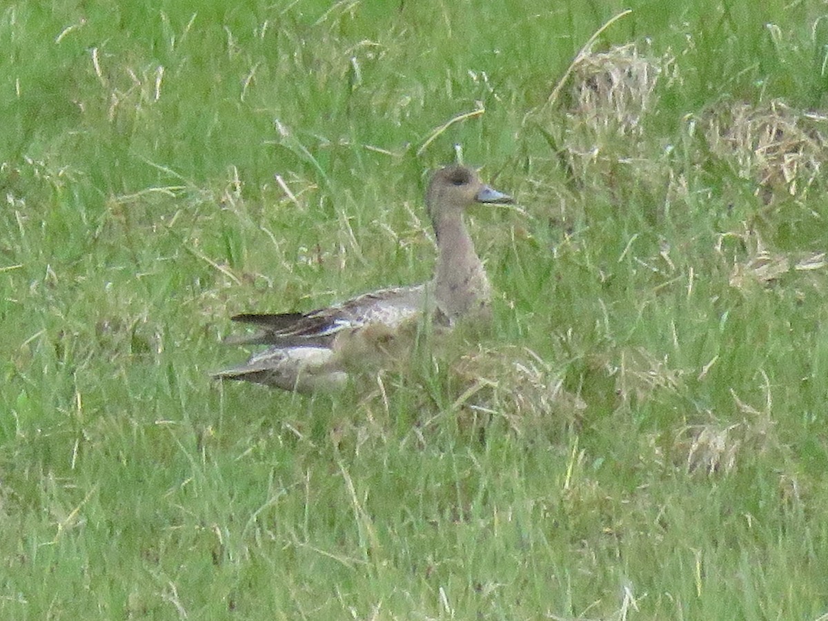 Eurasian Wigeon - Kai Frueh