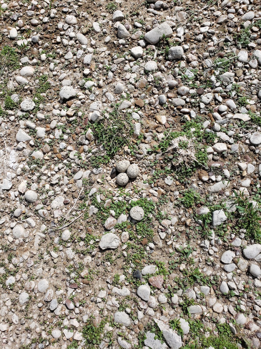 Piping Plover - ML622660580