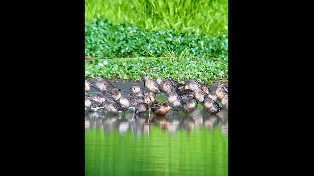 Short-billed Dowitcher - ML622660605