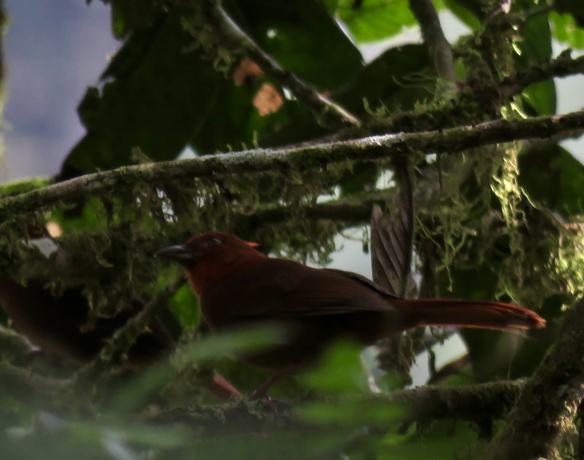 Crested Ant-Tanager - ML622660627