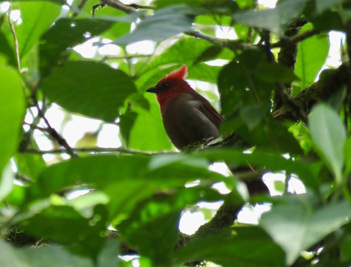 Crested Ant-Tanager - ML622660628