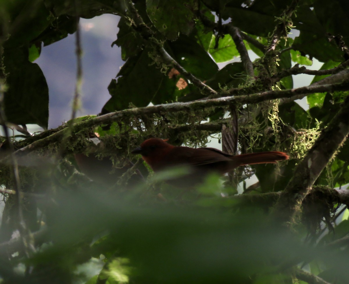 Crested Ant-Tanager - ML622660629