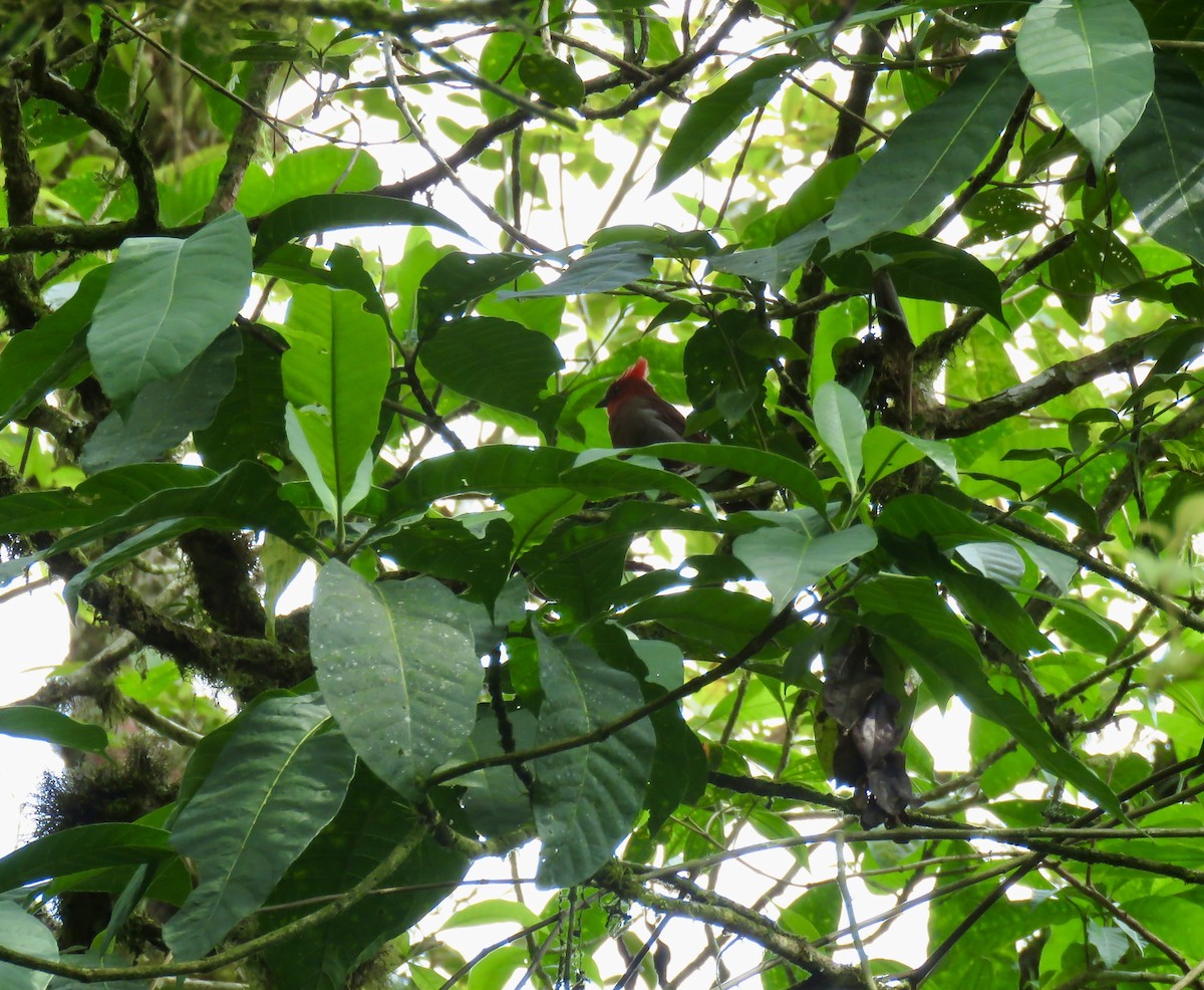 Crested Ant-Tanager - ML622660630