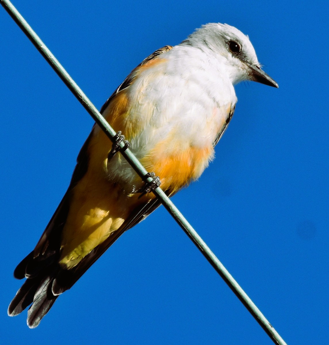 Scissor-tailed Flycatcher - ML622660639