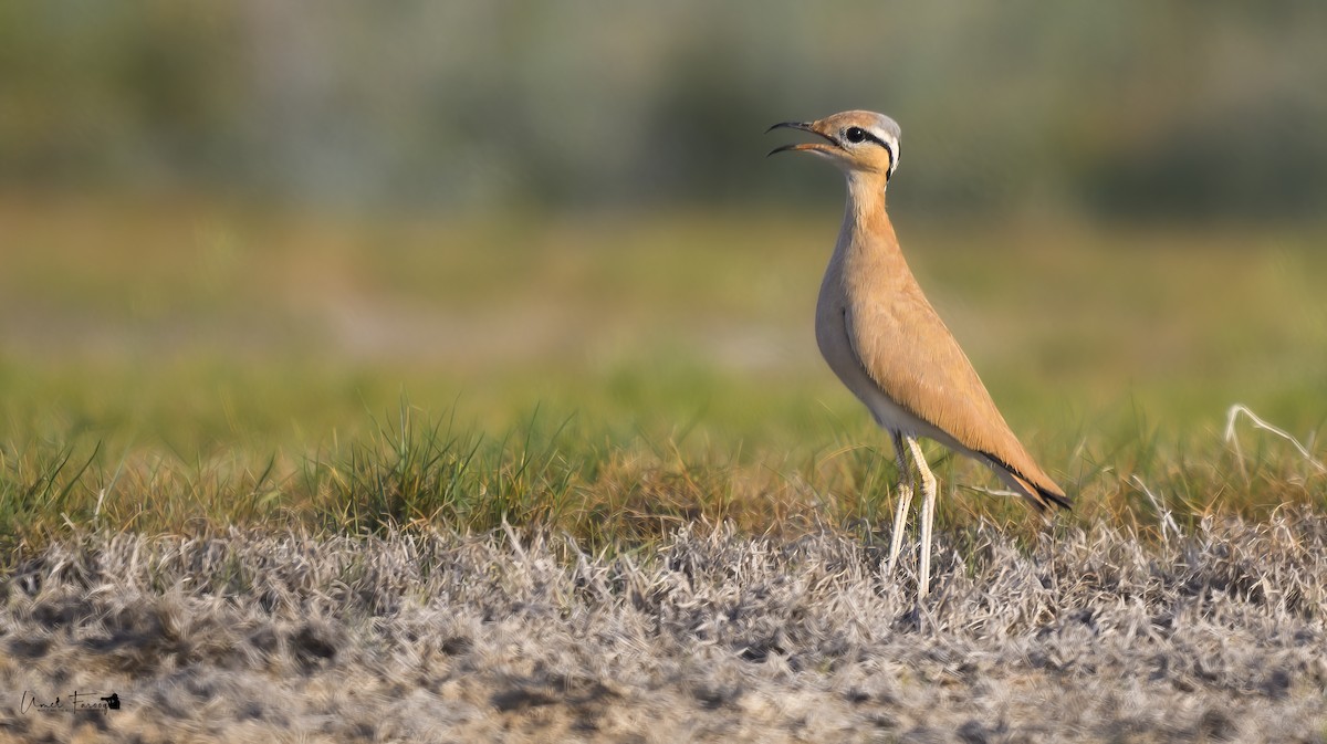 Cream-colored Courser - ML622660644