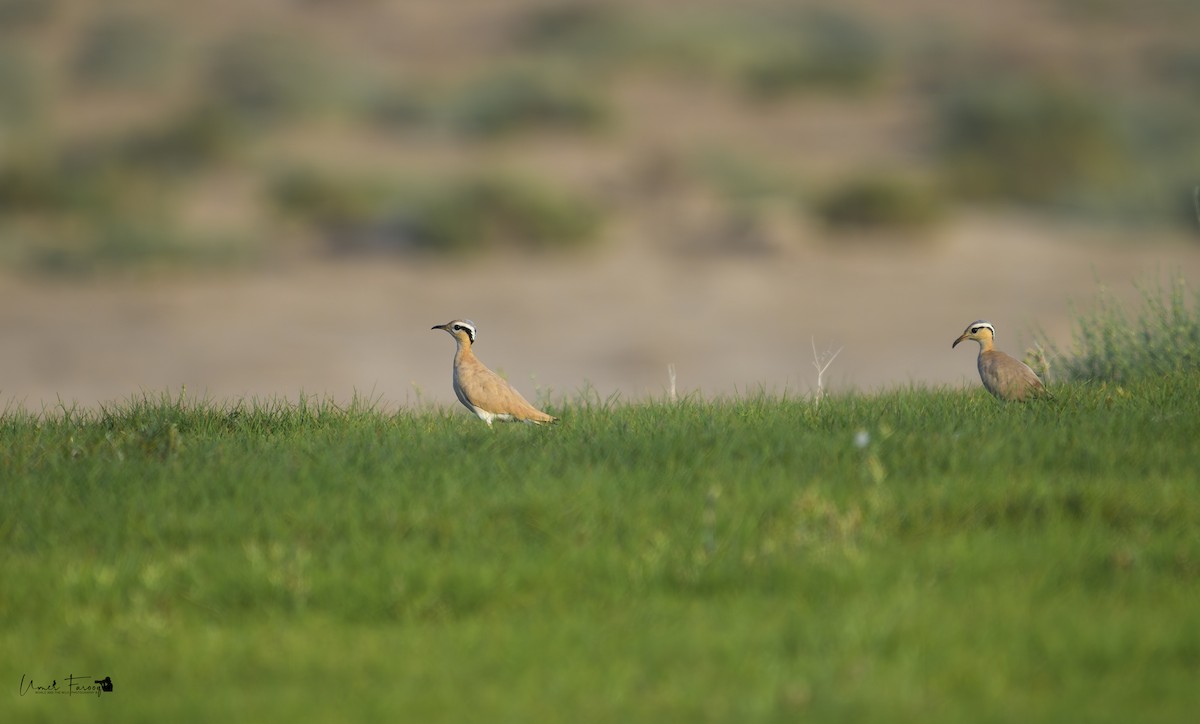 Cream-colored Courser - ML622660646