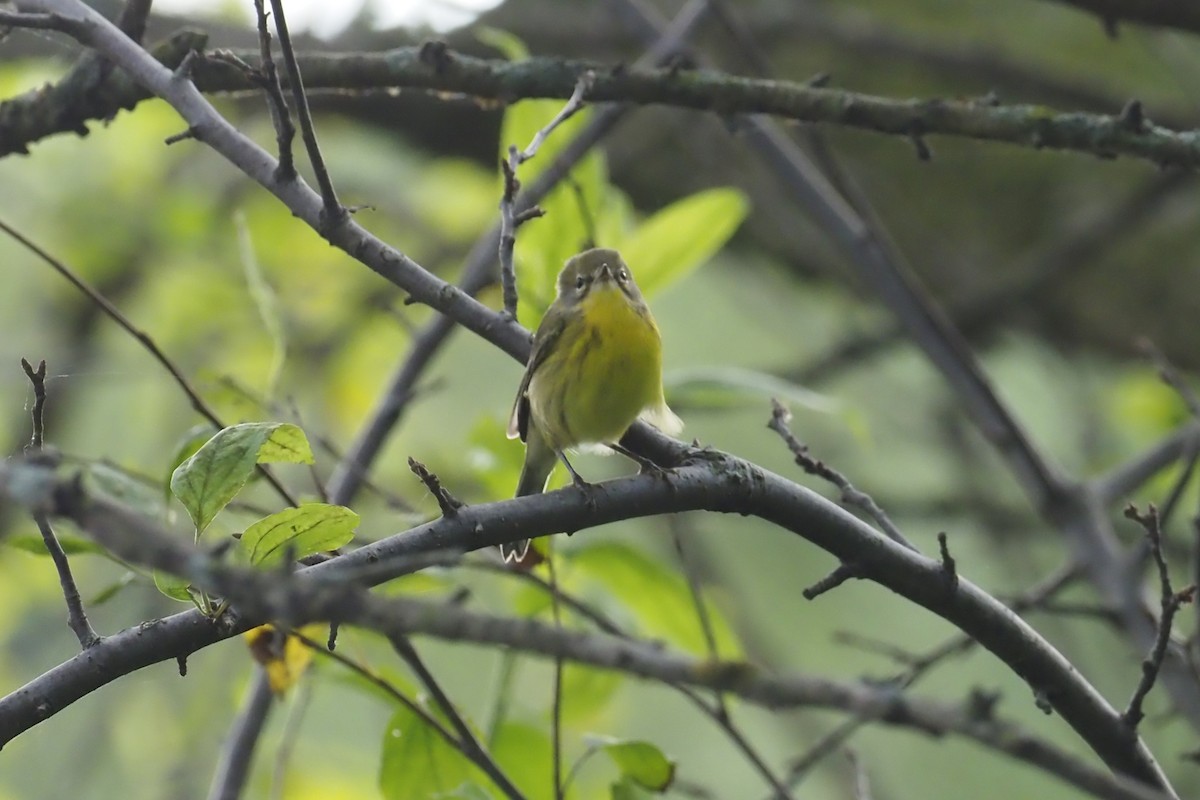 Prairie Warbler - ML622660805