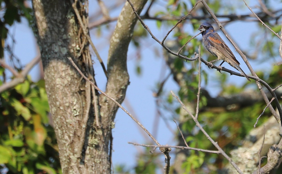 Blue Grosbeak - Rob Bielawski