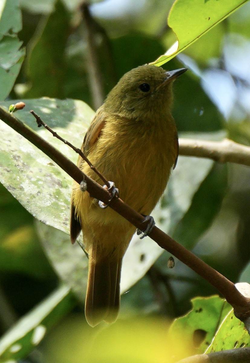 Ochre-bellied Flycatcher - ML622660911