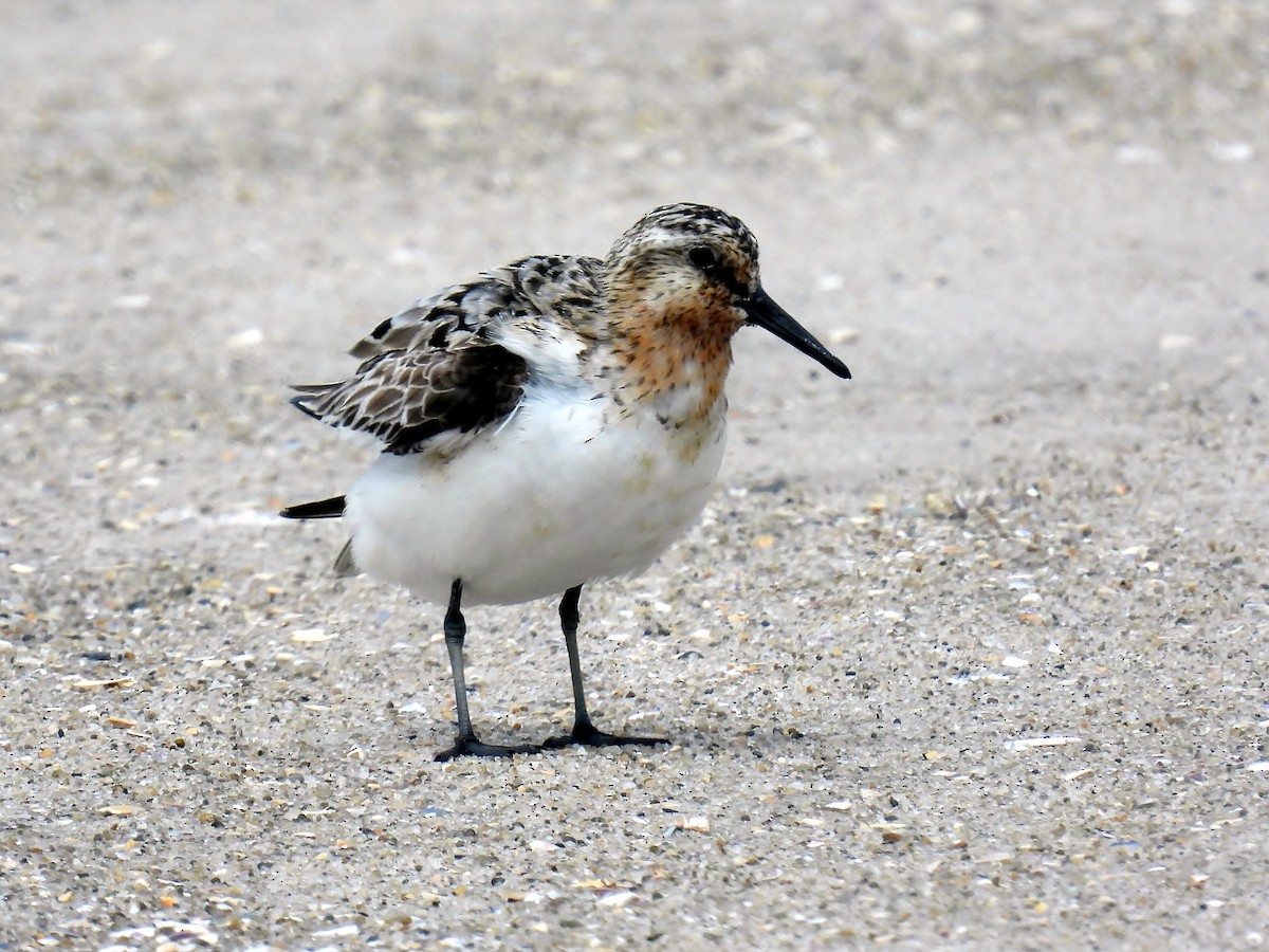 Sanderling - Douglas Cioffi