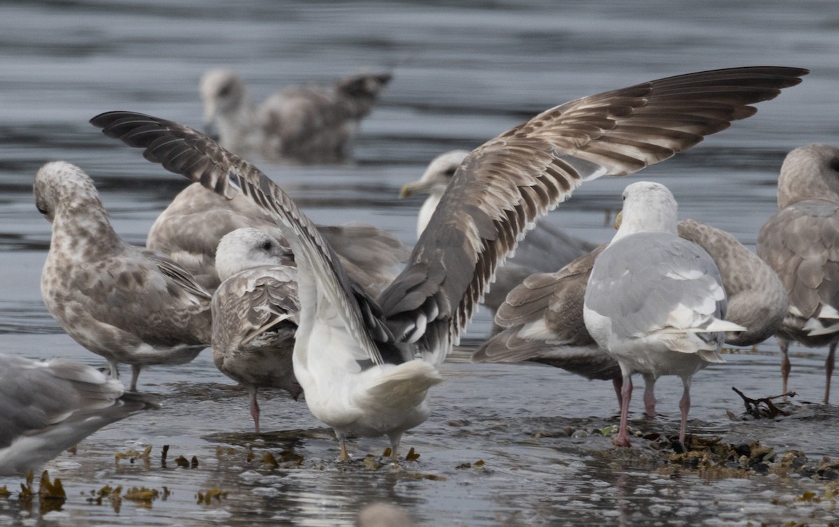 Lesser Black-backed Gull - ML622660928