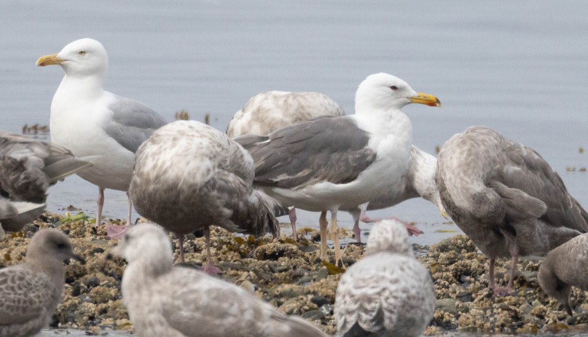 Lesser Black-backed Gull - ML622660929