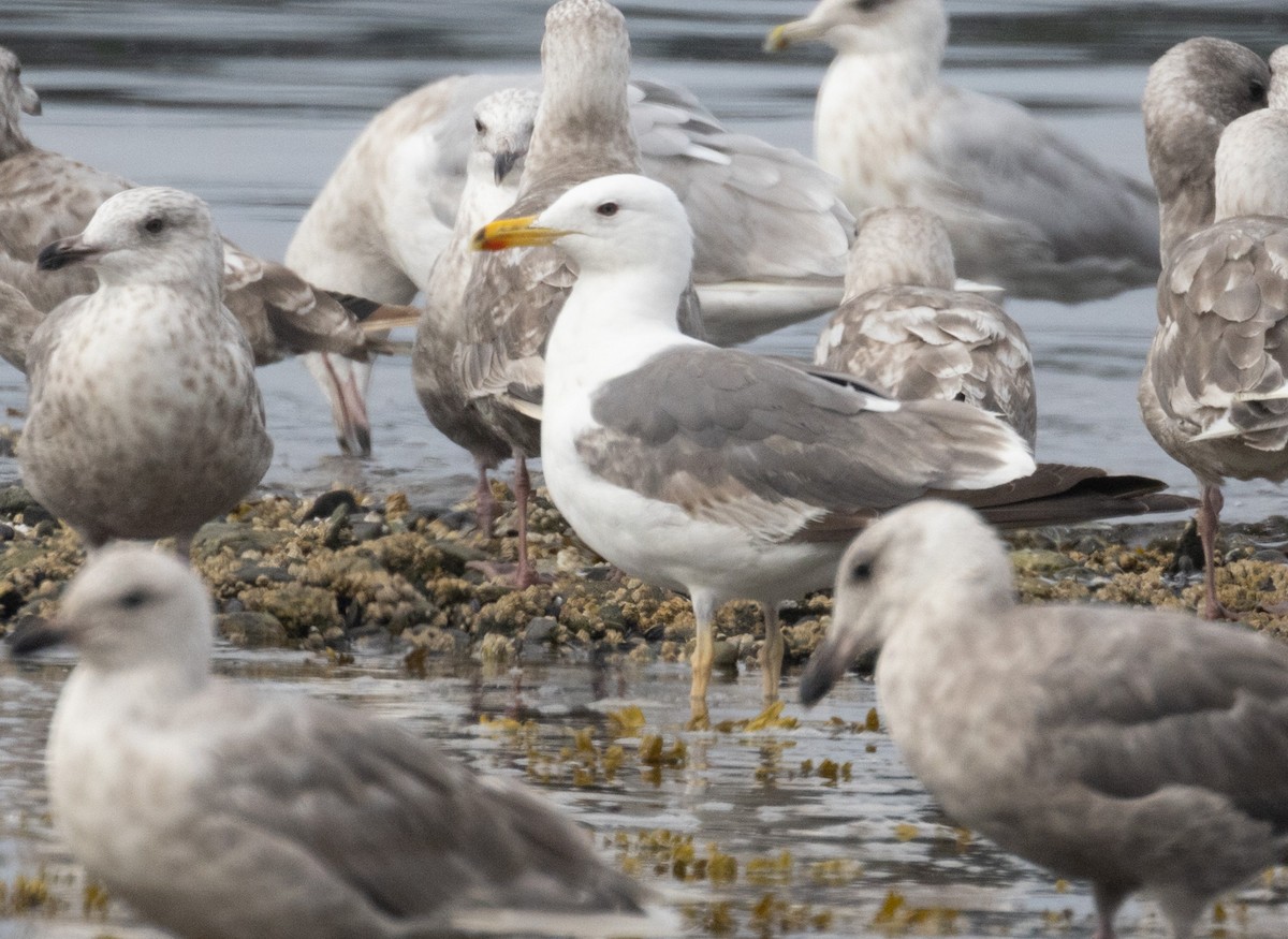 Lesser Black-backed Gull - ML622660930