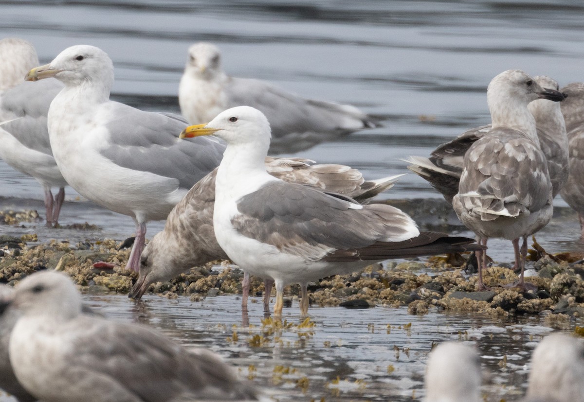 Lesser Black-backed Gull - ML622660931