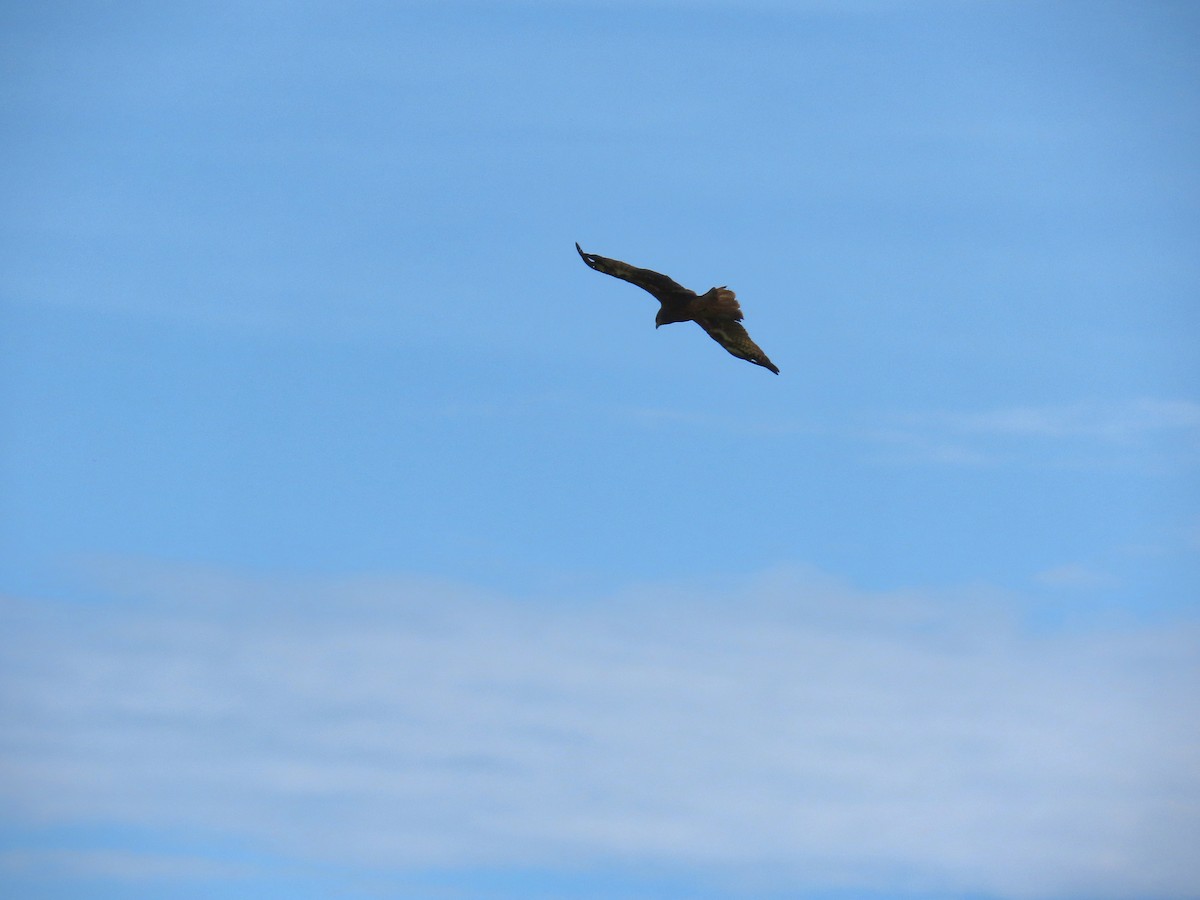 buse ou aigle sp. - ML622660935