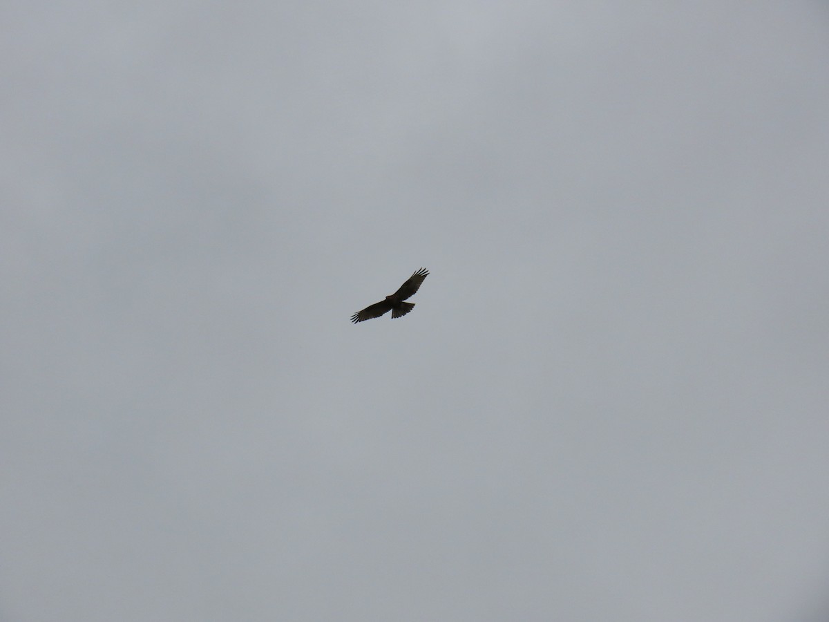 buse ou aigle sp. - ML622660936
