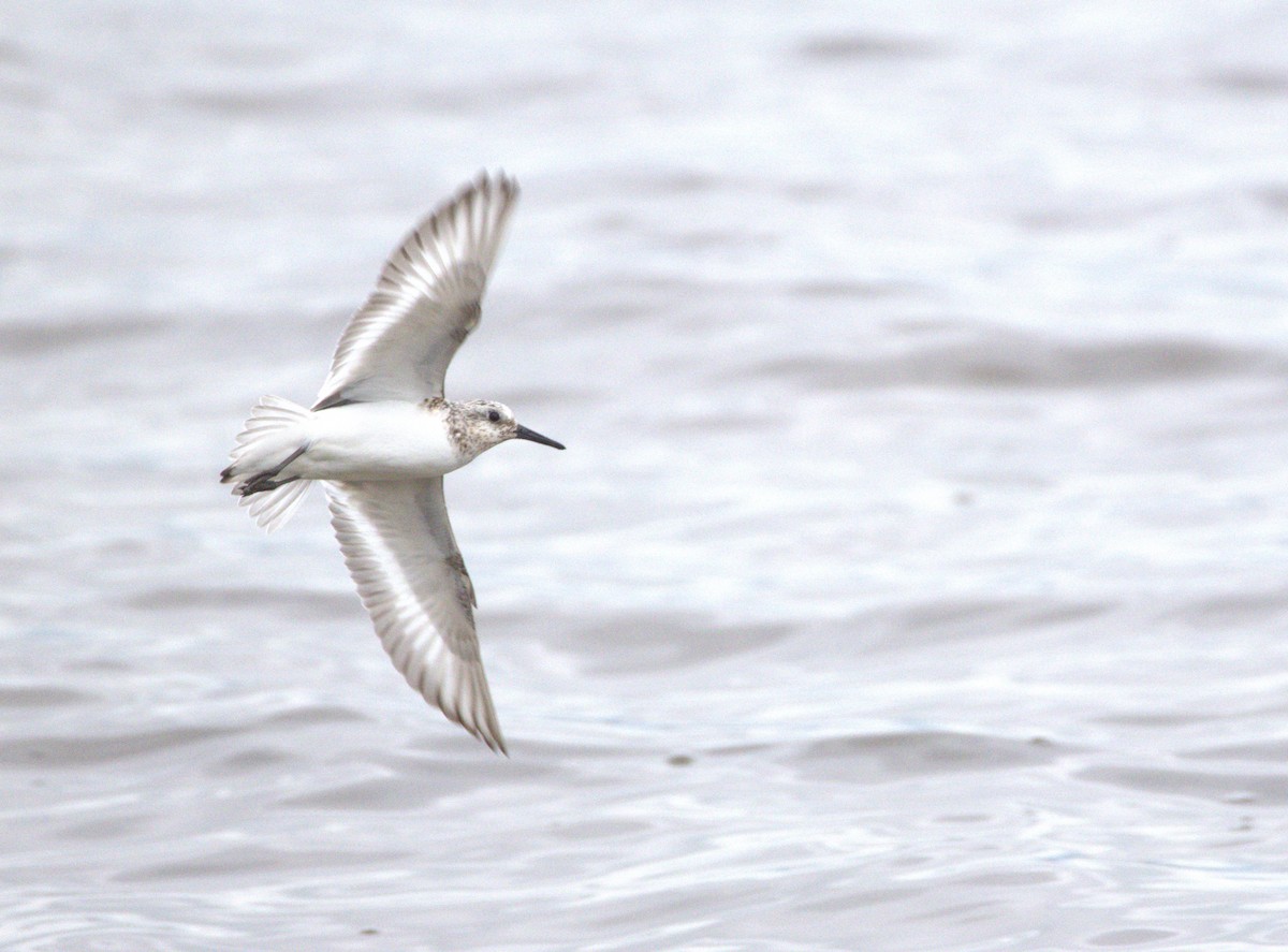 Sanderling - Anonymous