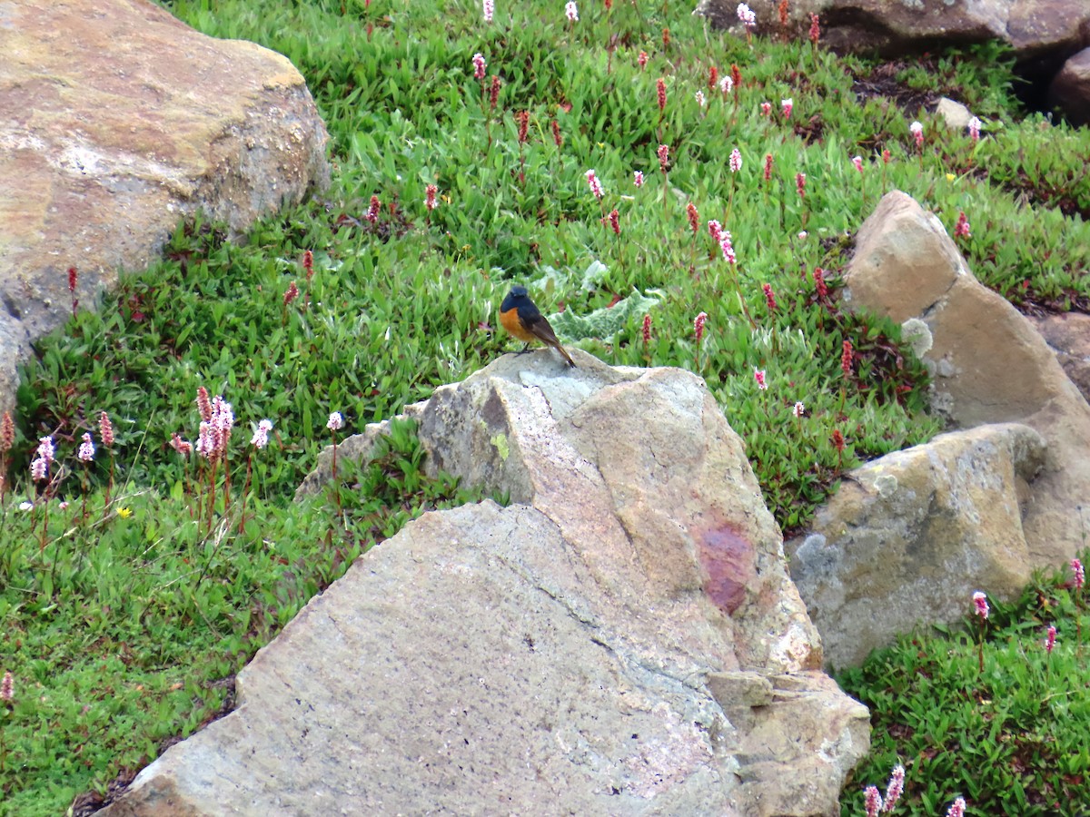 Blue-fronted Redstart - ML622661002