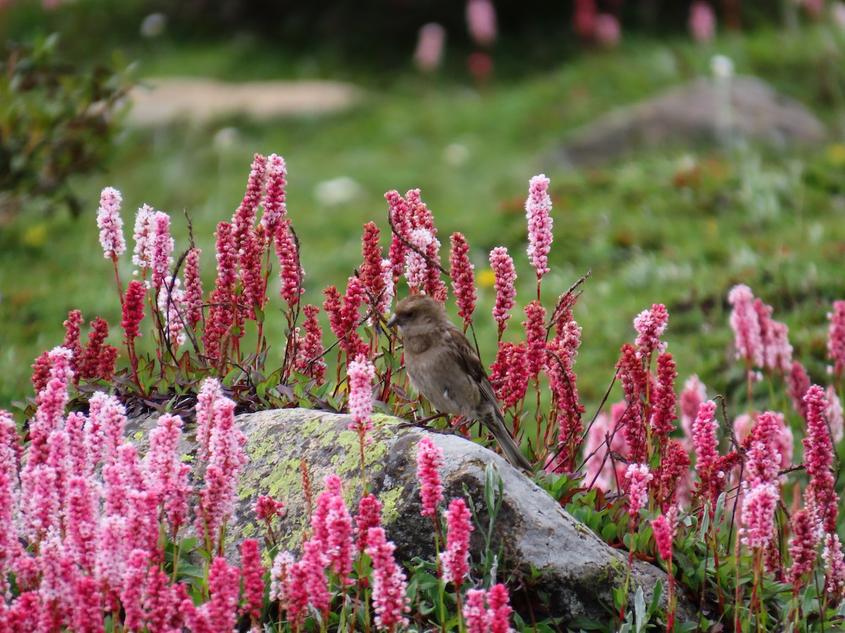 Plain Mountain Finch - ML622661017