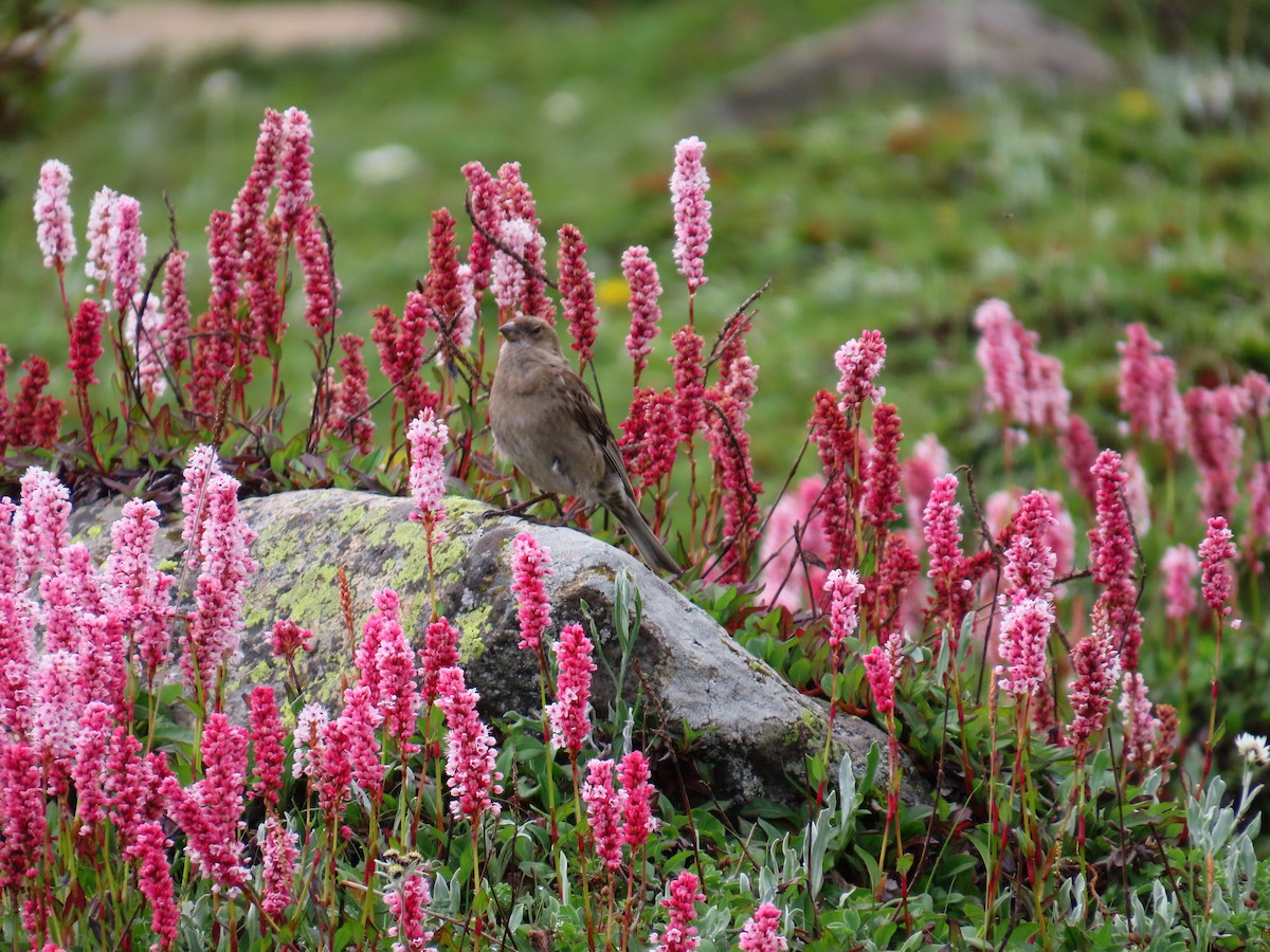 Plain Mountain Finch - ML622661018