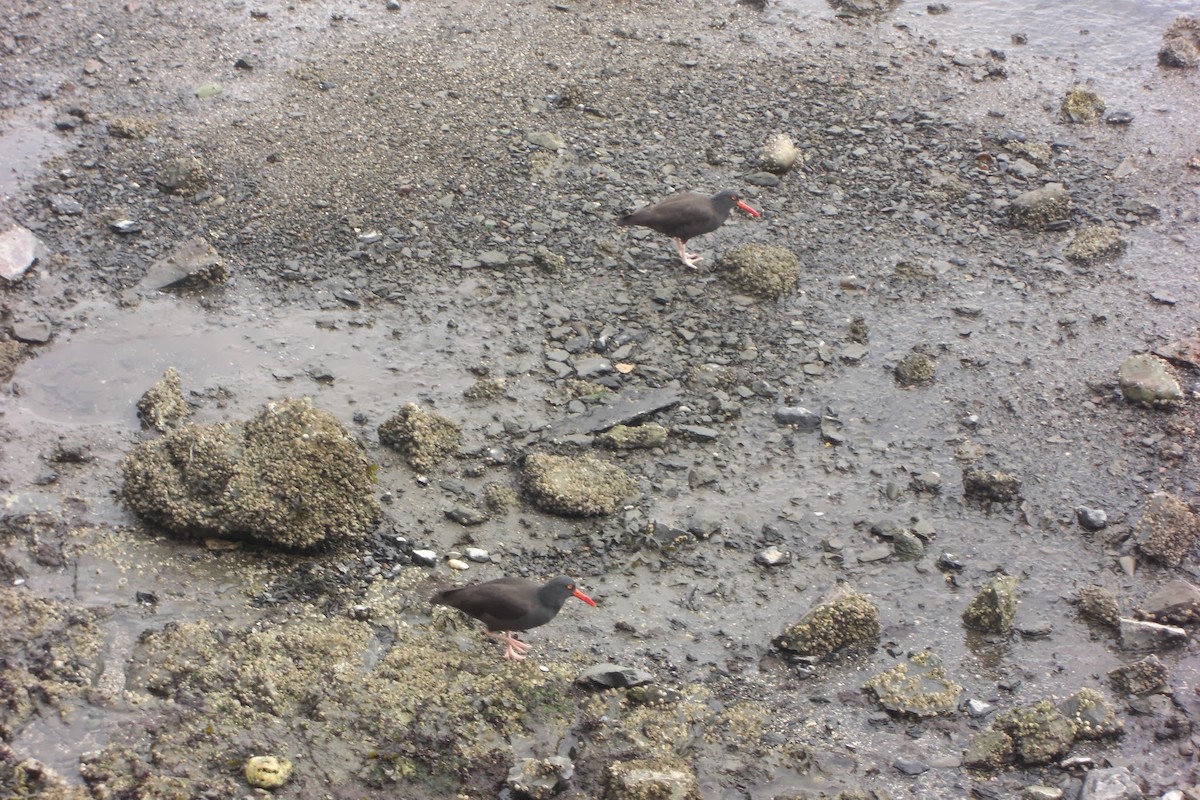 Black Oystercatcher - Matthew Herron