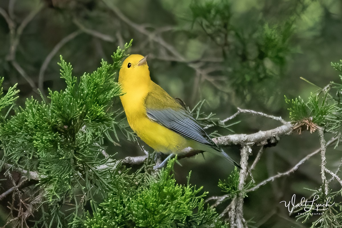 Prothonotary Warbler - ML622661040