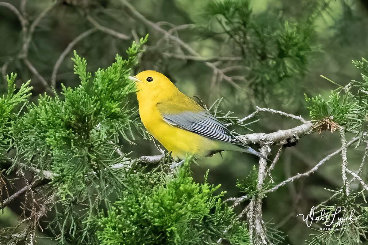 Prothonotary Warbler - ML622661041