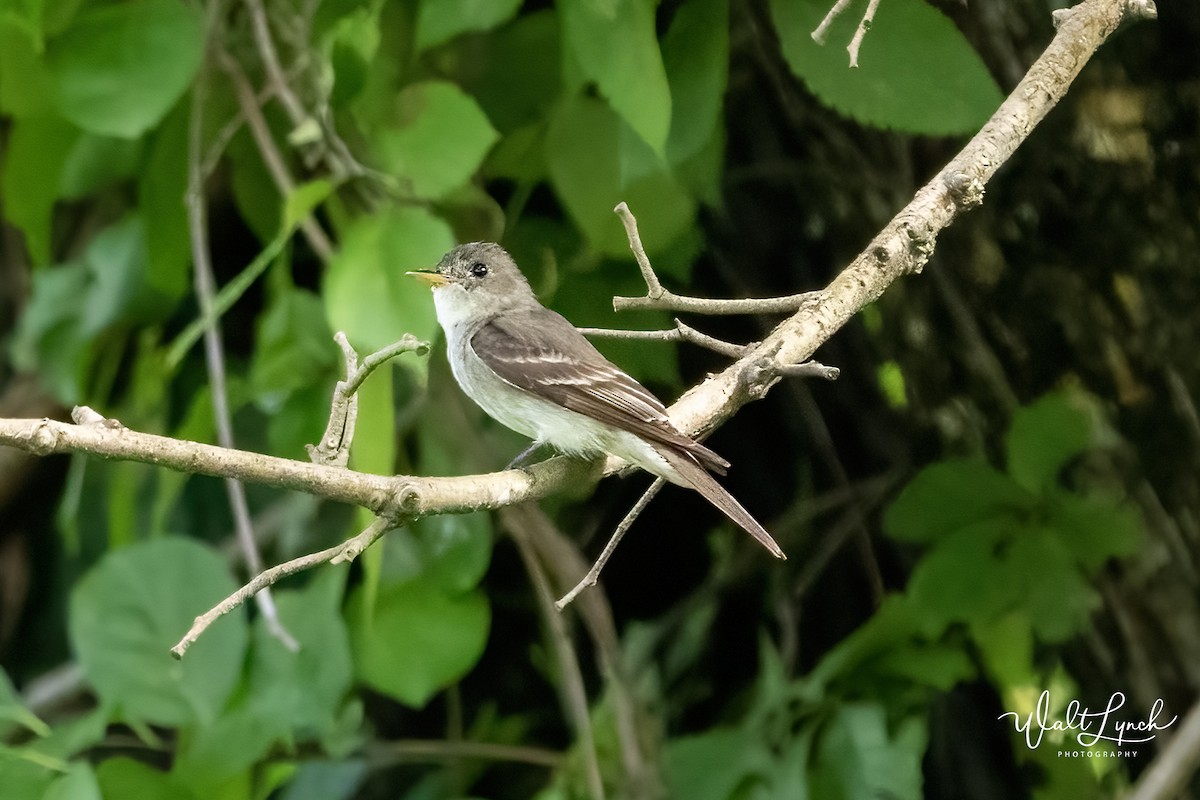 Eastern Wood-Pewee - ML622661056