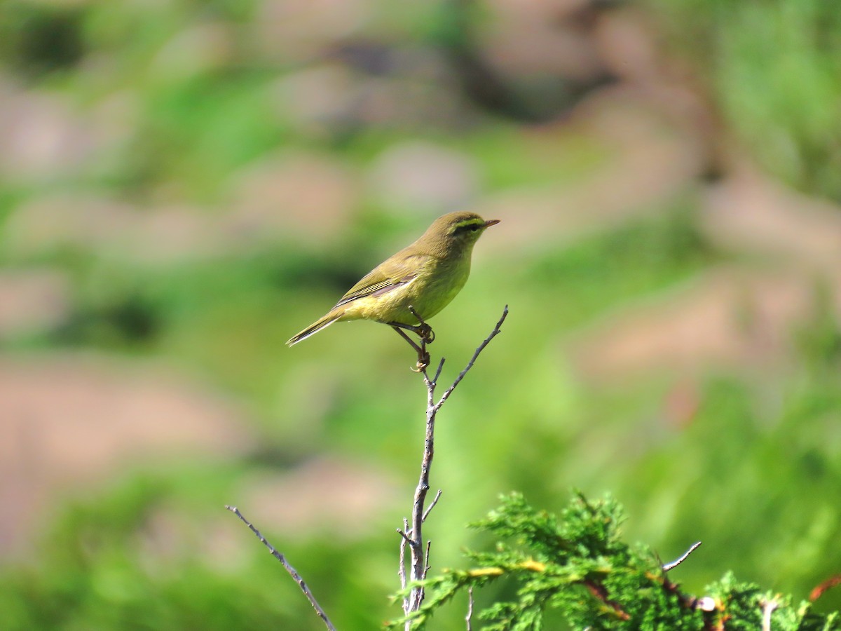 Tickell's Leaf Warbler - ML622661123