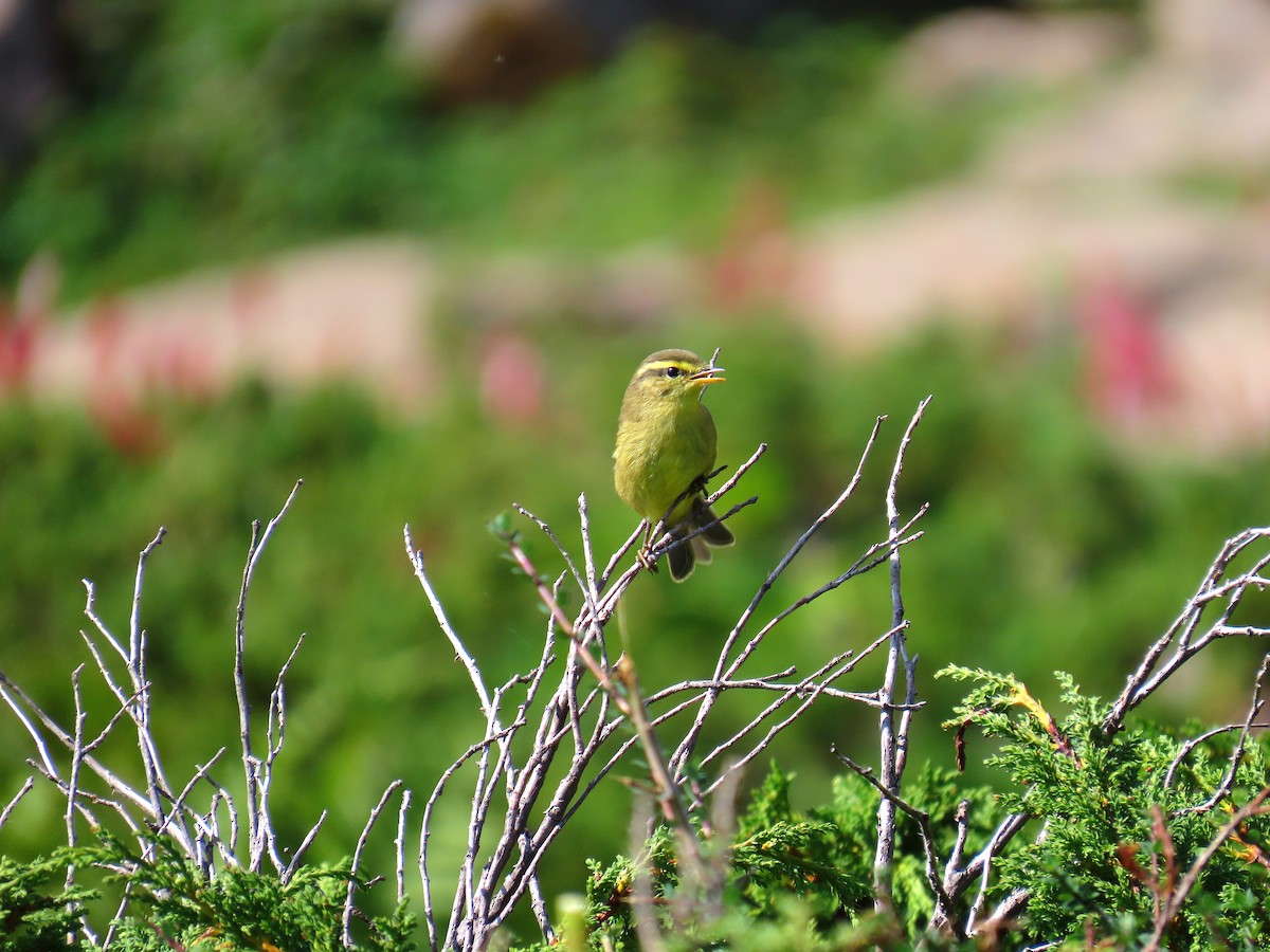 Mosquitero de Tickell/de Quinghai - ML622661124