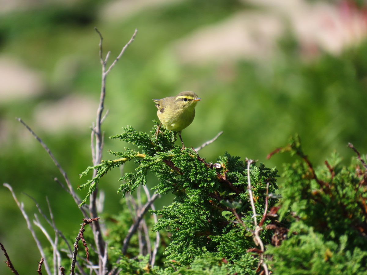 Tickell's Leaf Warbler - ML622661125