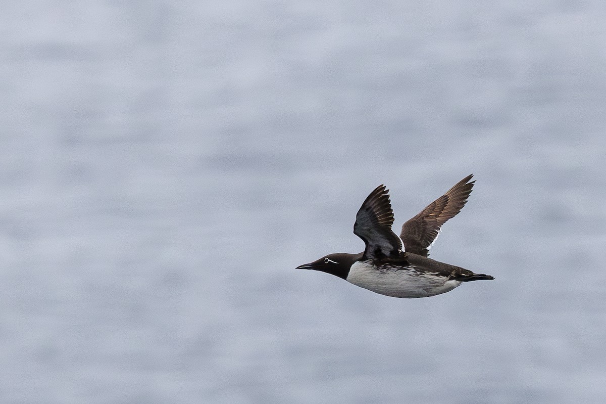 Common Murre - ML622661142