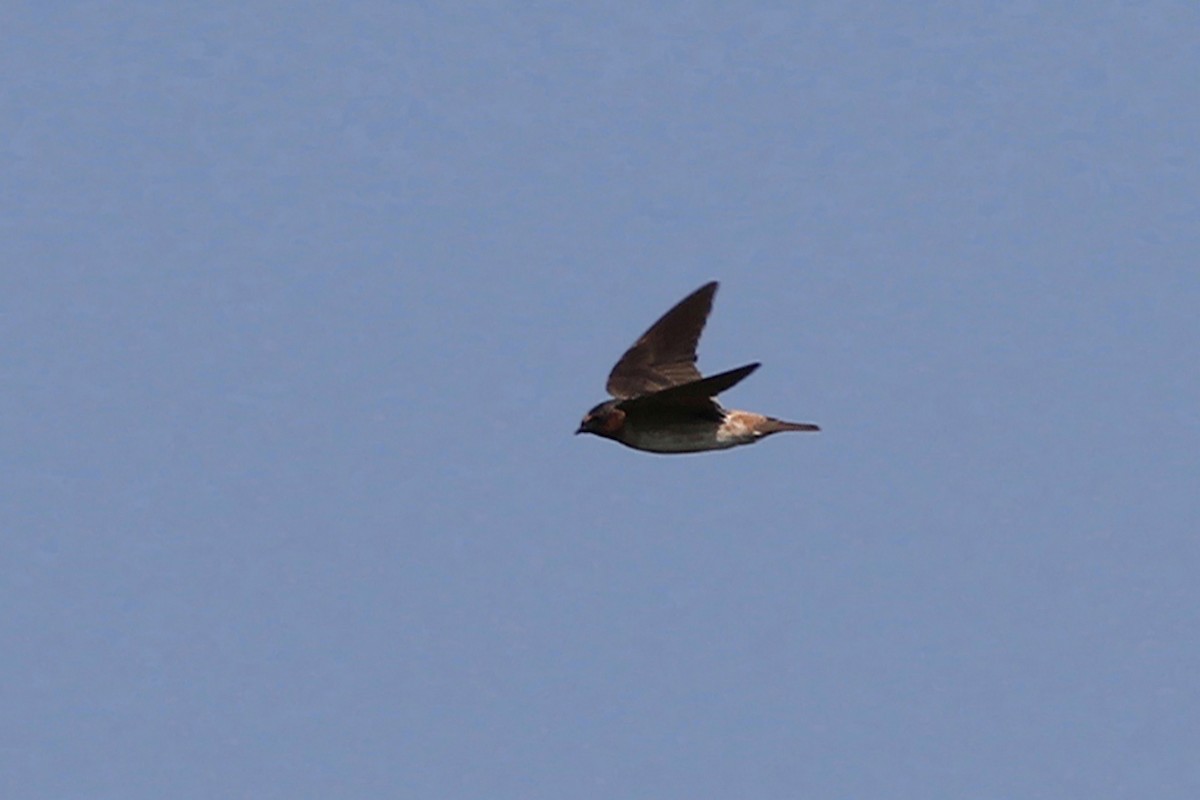 Cliff Swallow - ML622661155