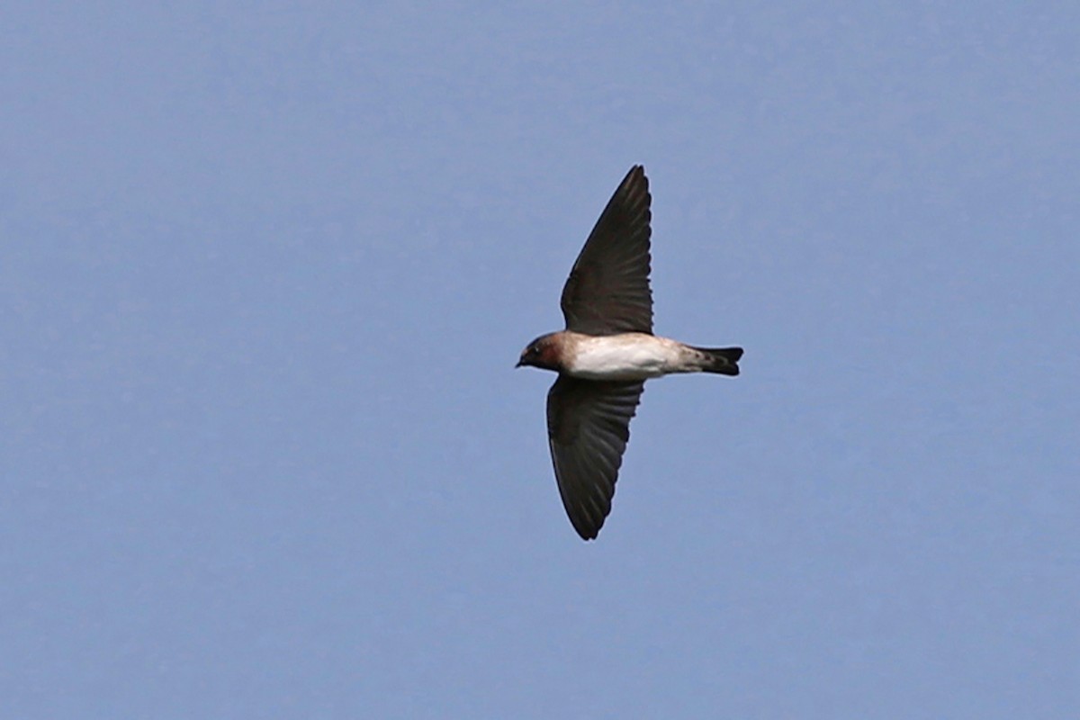 Cliff Swallow - ML622661164