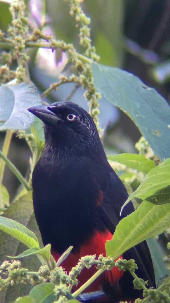 Red-bellied Grackle - ML622661221