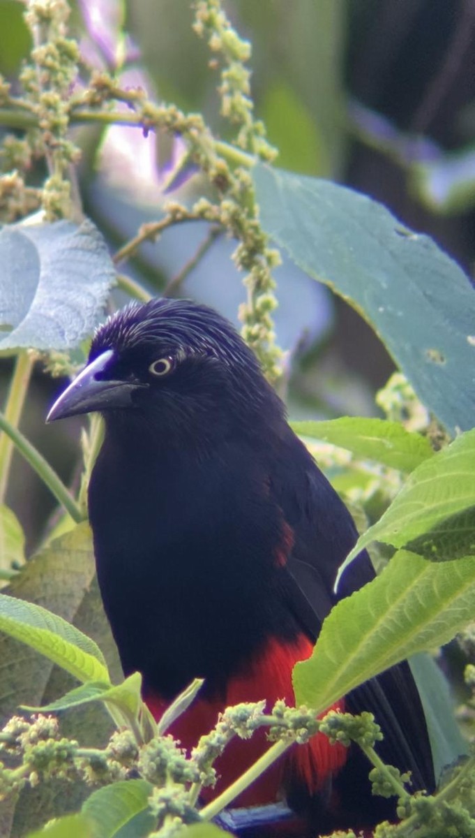 Red-bellied Grackle - Juan Fernando Giraldo Lopera