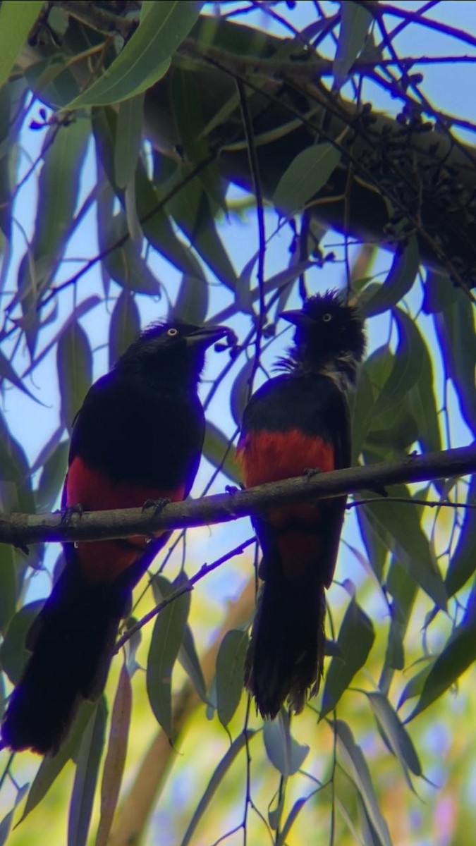 Red-bellied Grackle - ML622661228