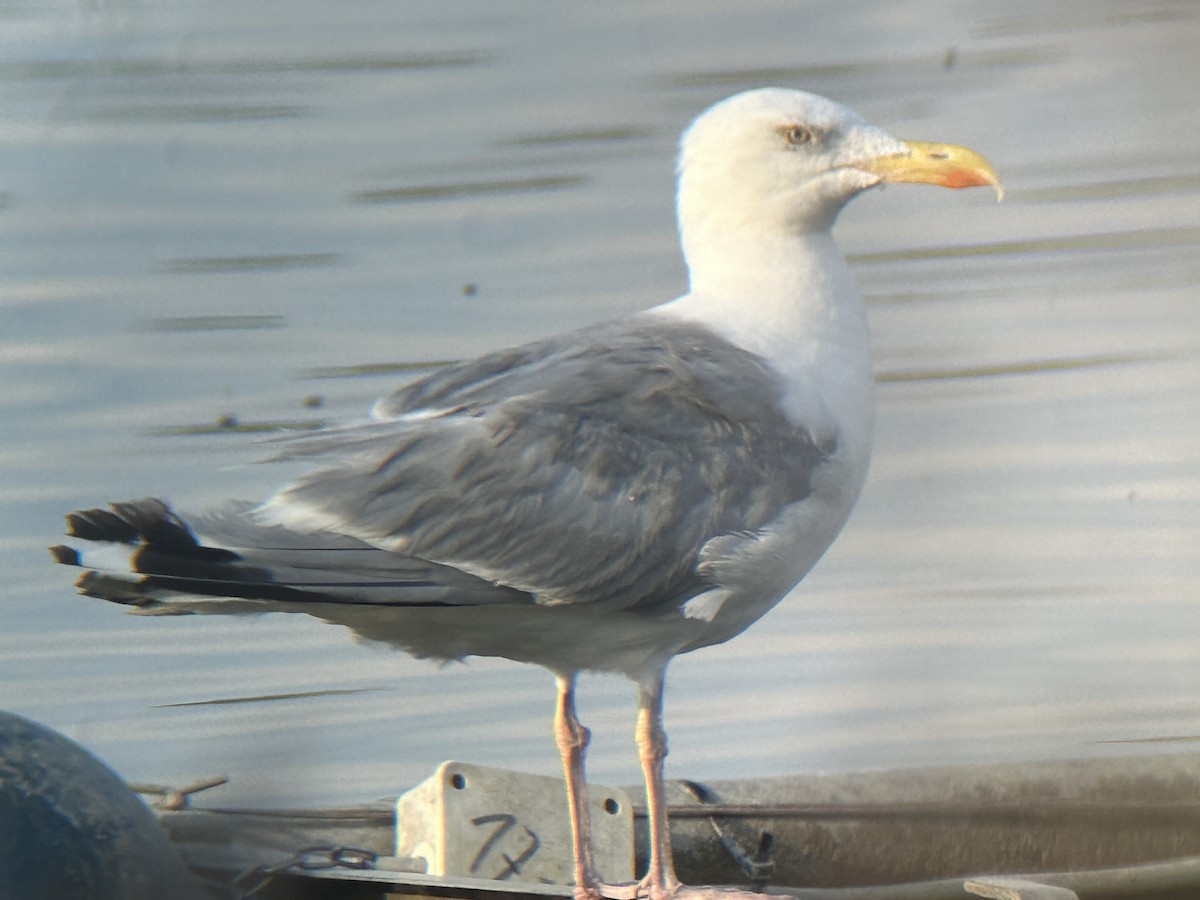 Caspian/Herring/Yellow-legged Gull - ML622661236