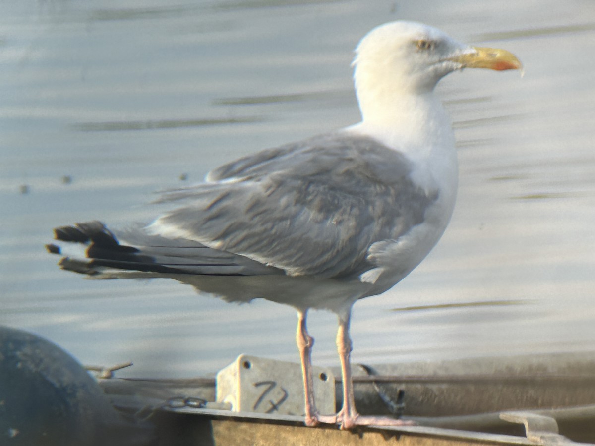 Caspian/Herring/Yellow-legged Gull - ML622661237