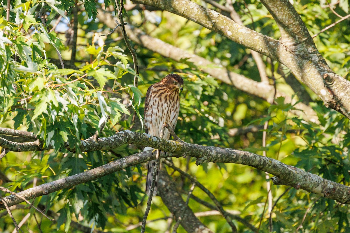 Cooper's Hawk - ML622661266