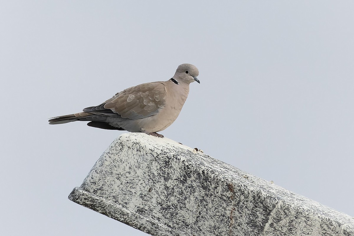 Eurasian Collared-Dove - ML622661274