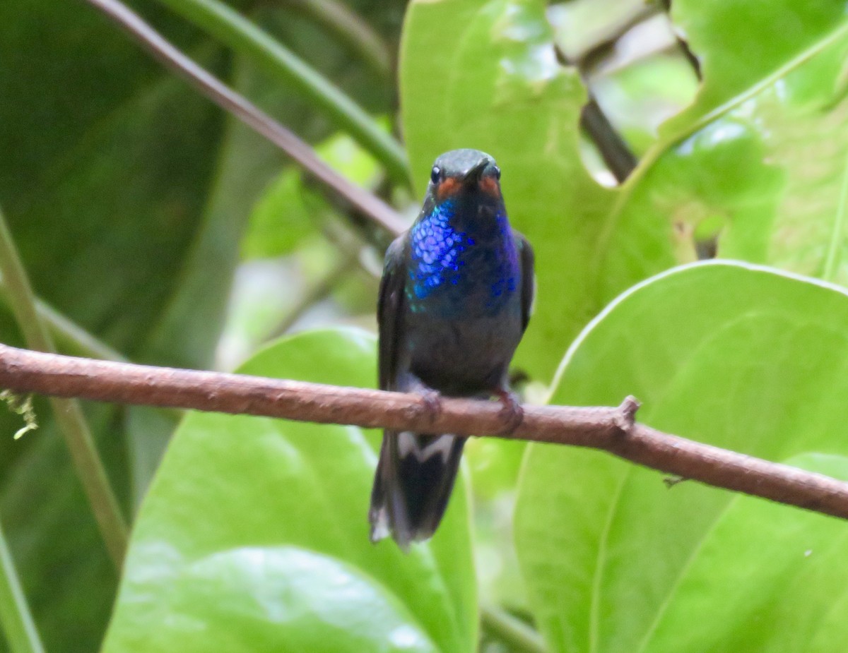 Colibrí de Bouguer Occidental - ML622661397