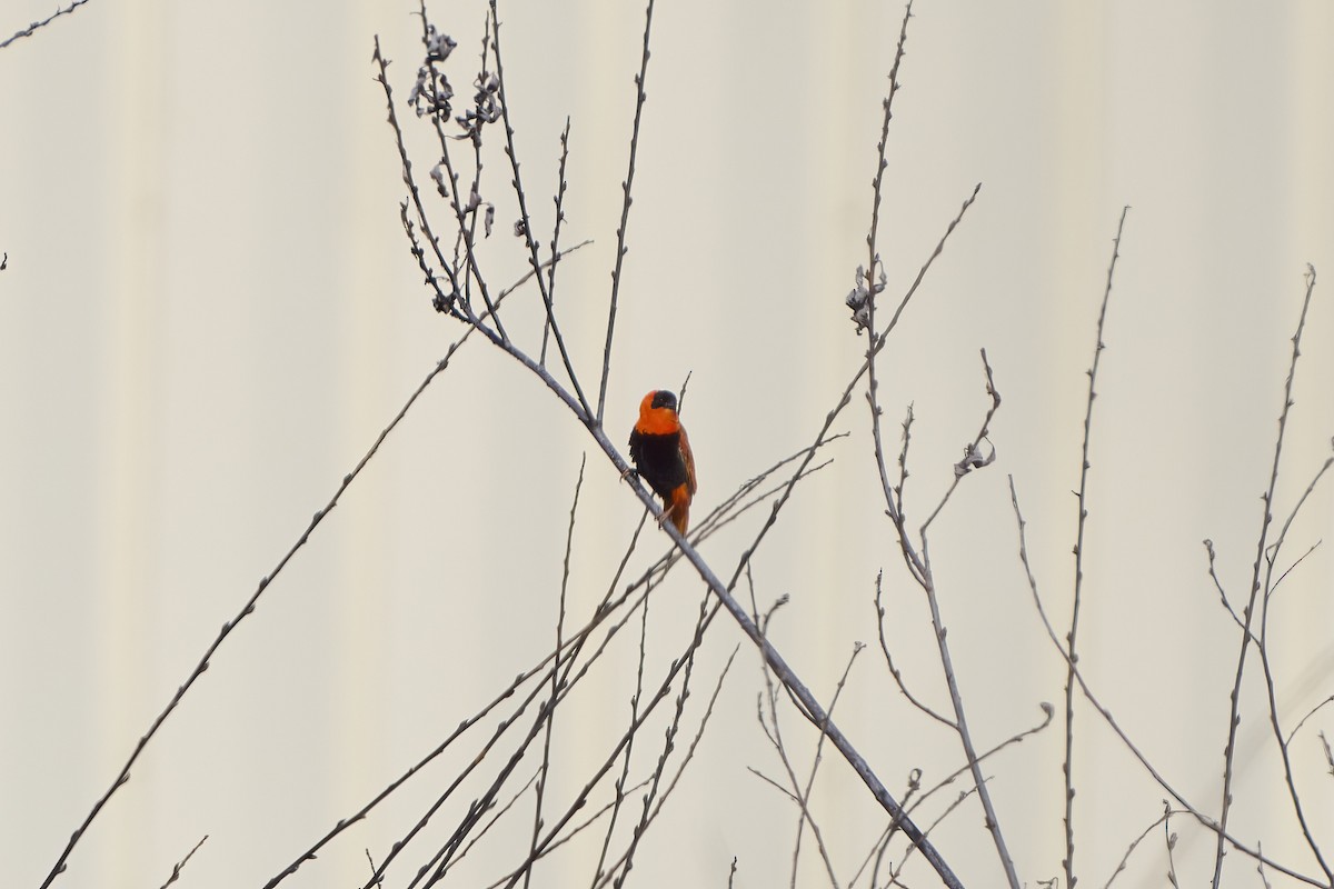 Northern Red Bishop - ML622661476