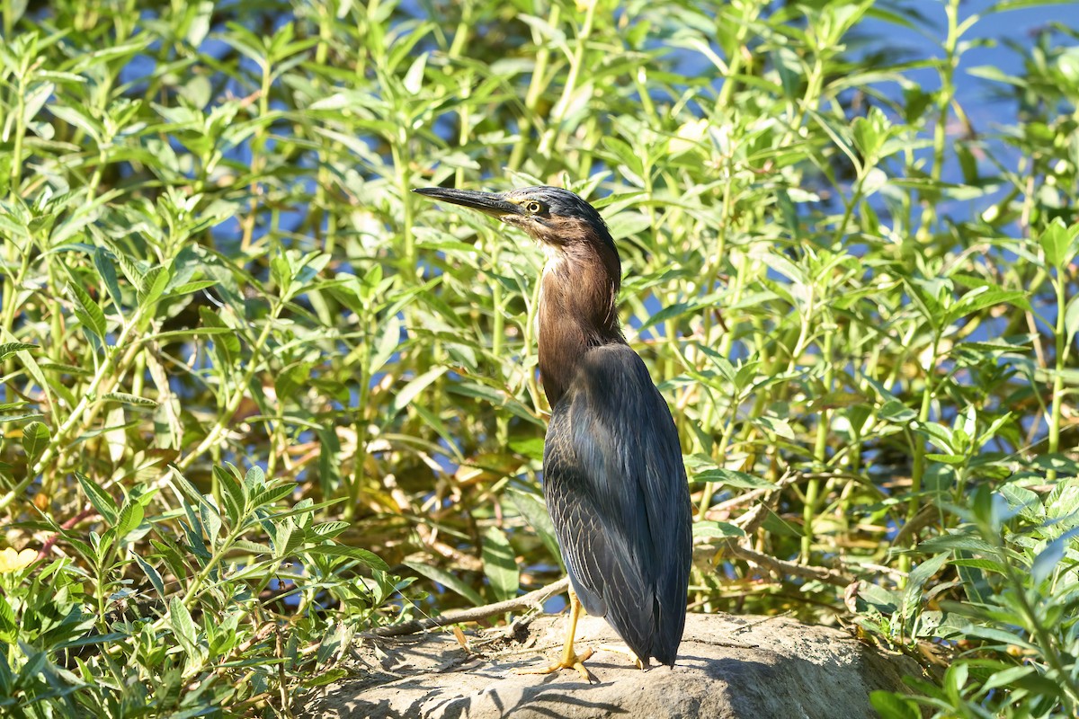 Green Heron - ML622661501