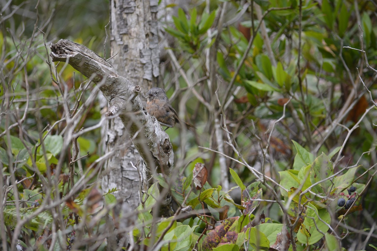 Wrentit - Nick Popovich