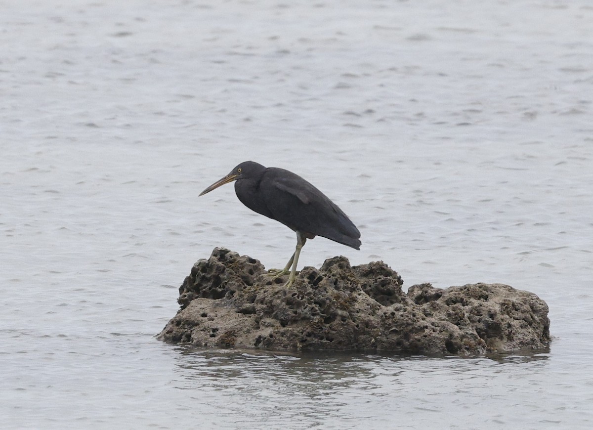 Pacific Reef-Heron - ML622661706