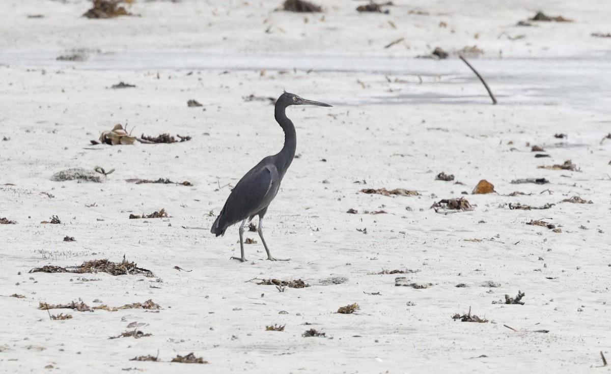 Pacific Reef-Heron - Cathy Pert